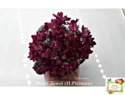 Black Jewel (H.Pittman) 02/14/04