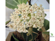 Hoya pachyclada white flowers