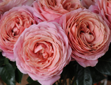 Романтик Антик (Romantic Antike)