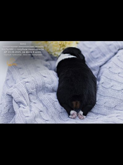 мальчик ГОЛУБОЙ ошейничек Д-2025, mas