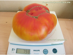 Томат Золотая медаль (Gold Medal)