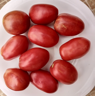 Томат Косентино сел Клауди (Cosentino sel Claudia), Италия