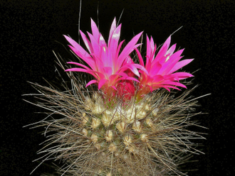 Neoporteria villosa - 5 семян