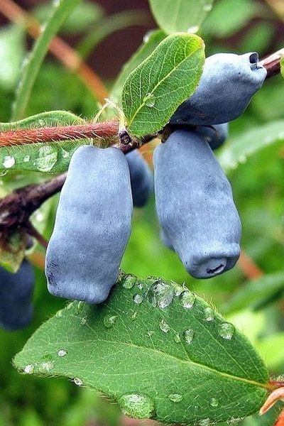 Жимолость  Славянка