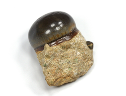 Зуб рыбы Lepidotes sp.