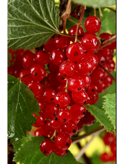Смородина красная  Ненаглядная
