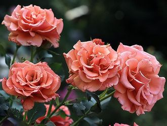 Энн Хендерсон (Ann Henderson) роза