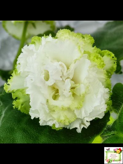 ЕК-Изумрудные Розы (Е.Коршунова) 2018 г.