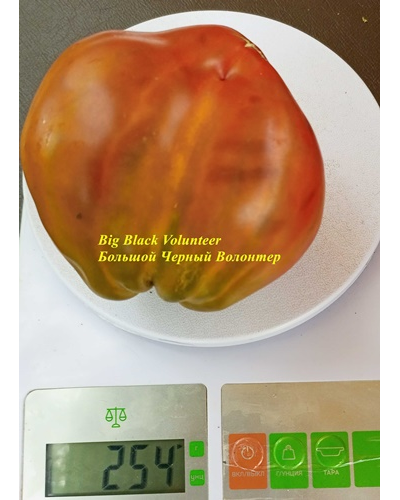 Томат Большой черный волонтер (Big Black Volunteer)
