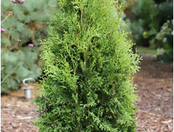 Туя западная King of Brabant, C20, 120-140 см