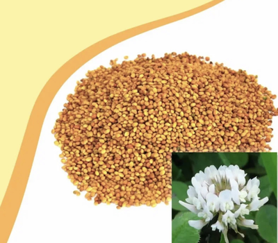 Семена клевера белый. фасовка 1кг.