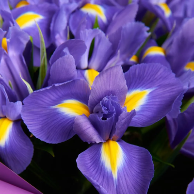 Букет из 19 ирисов