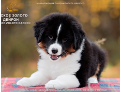 щенок mas - мальчик с ГОЛУБЫМ ошейничком Д-2025, окрас черный триколор, на фото 2 мес