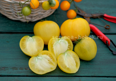 Томат Dwarf Lemon Ice (Гном Лимонный Лед), 10 шт