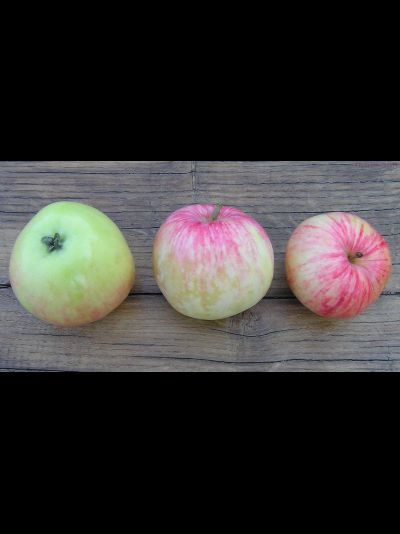 Грушовка московская (яблоня)