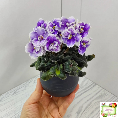 Н-Тет-а-Тет (Н. Бердникова) 2019 г. (лист укоренённый с деткой)