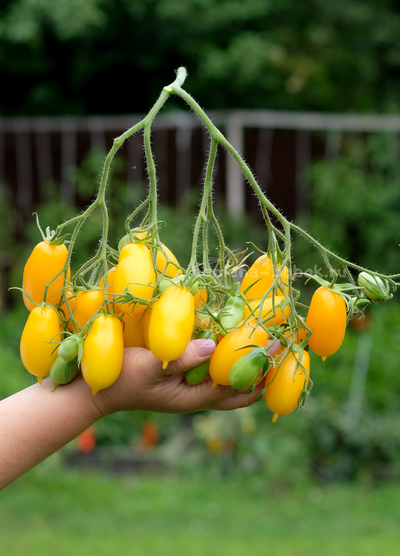 Томат Нежность, 10 шт