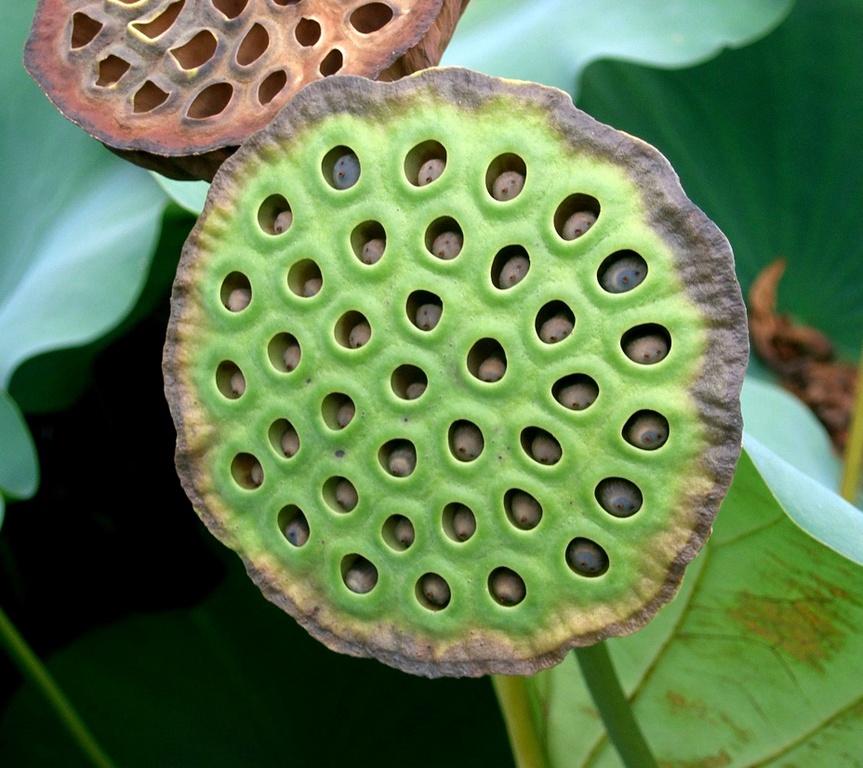 Трипофобия лотос орехоносный. Трипофобия лотос трипофобия. Лотос с дырками. Семена лотоса трипофобия. Лотос с дырками.