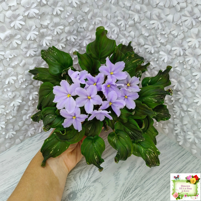 LV-Небо в Кармашке (Л. Шевелева) трейлер (пестролистный клакамас) сеянец