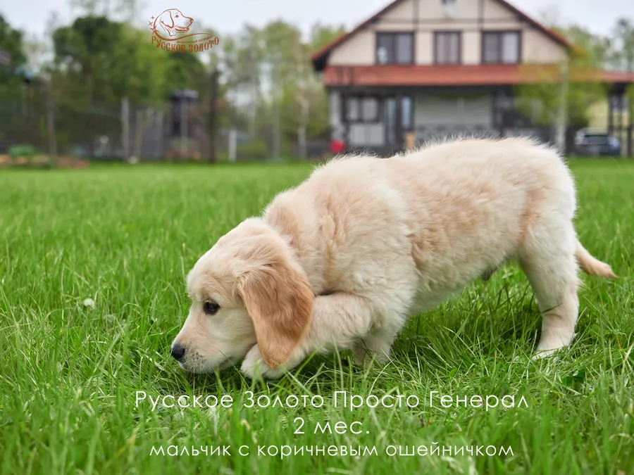 2 месяца. Мальчик КОРИЧНЕВЫЙ ошейничек