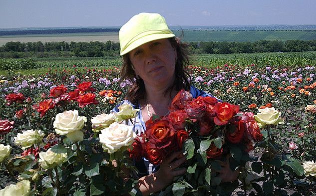 Питомник элит купить саженцы роз на весну. Розарий Оксаны и Сергея Штепа. Частный розарий Штепа каталог роз. Питомник Штепа розы.