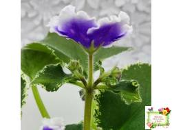 МТ-Магический Фонарик (М. Тотиева) 2023 г.