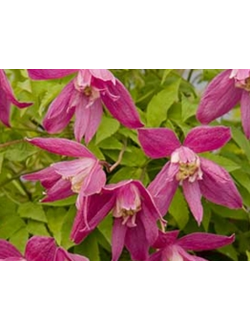 Клематис (княжик) Ruby (Руби)