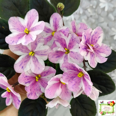 Ness` Spring Blush (D. Ness) химера (стартер сорт)