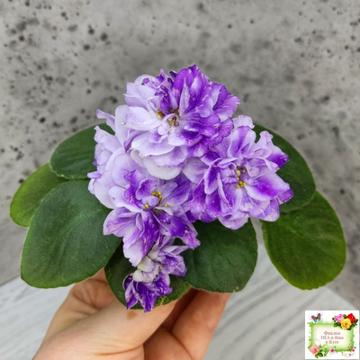 АВ-В Краю Единорогов (Фиалковод) 2020 г.