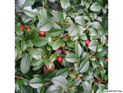 Кизильник Даммера Мэйджор - Major