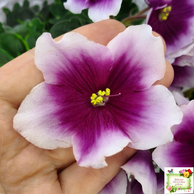 ЛФ-Посмотри в Глаза (Л. Федосеева) 2022 г. (лист посажен 04.02.26)