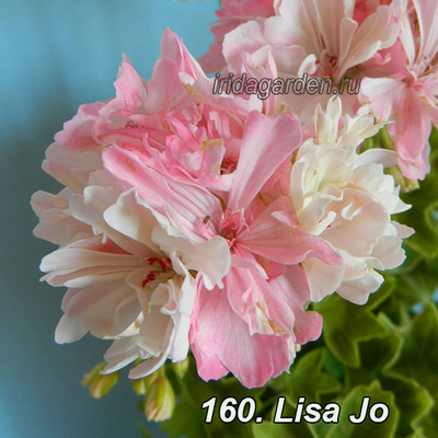 Пеларгония Lisa Jo