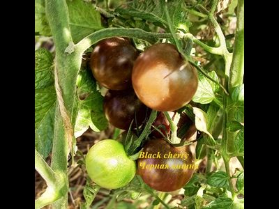 Томат Черная вишня (Black Cherry)