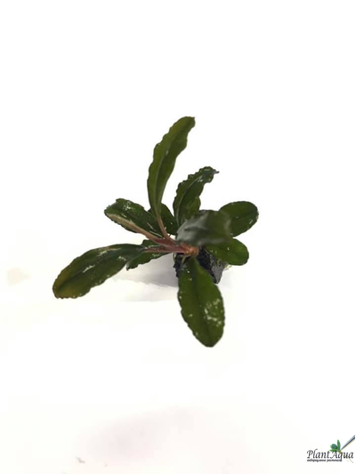 Буцефаландра Dark Green wavy