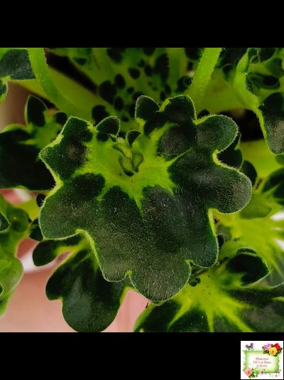 Lullaby (Arndt) (гёрл-лист)