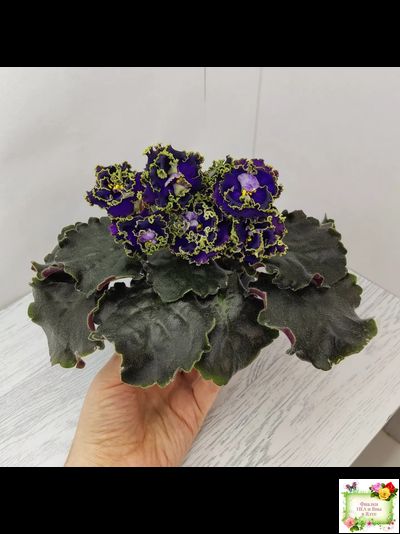 РС-Дремучий Лес (С. Репкина) 2019 г.