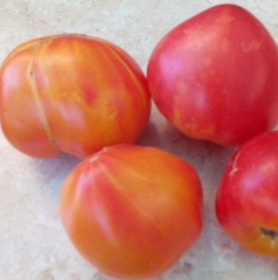 Золотые горы медео томат описание сорта