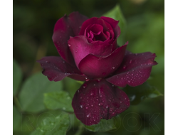 Илиос (Ilios) фл