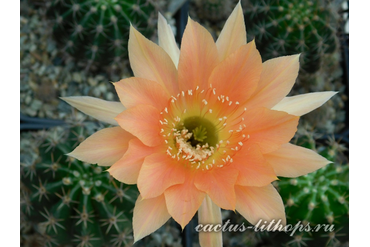 ECHINOPSIS hybrid `NEZHNYY RUMYANEC`