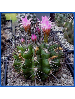 Neoporteria rapifera