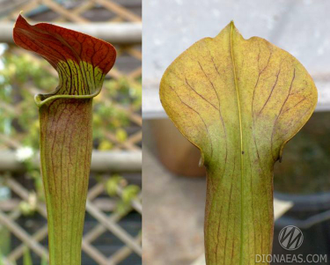 Sarracenia Red lid (flava x alata)