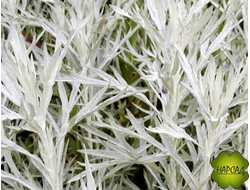 Полынь Людовика Сильвер Квин (Silver Queen)