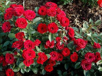 Миниатюрная красная роза GLOIRE DU MIDI ЗКС V1л