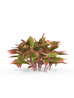 тропические Аглаонема Aglaonema crete