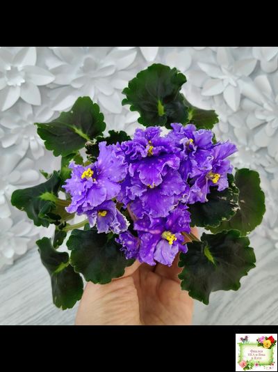 Nik-Звезды над Фиджи (Н. Булко) 2024 г.