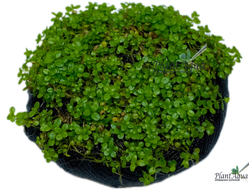 Хемиантус Куба на вабикусе