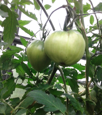 Семена томата Сердце Тибета