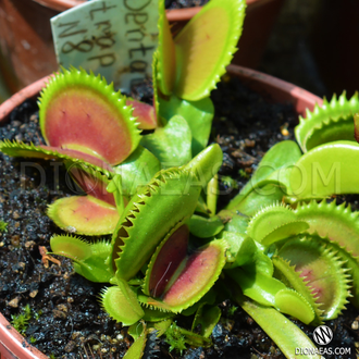 Dionaea muscipula Dentate trap