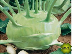 Капуста кольраби Гигант (10 ШТ, лоток не пикированная)