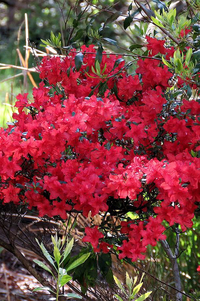 Рододендрон (Азалия) Maruschka